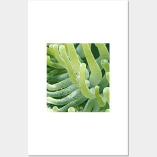 Shrimp on a Green Sea Anemone Posters and Art